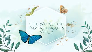 The world of INVERTEBRATES vol II  Vela Productions [upl. by Undry964]