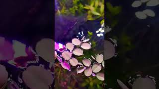 Salvinia floting plants🌿🌿 cinematic fishtank planted aquarium fish aquascapegallery [upl. by Amandie814]