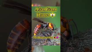 Asian Giant Hornet 🐝।Worlds most DANGER Bee 🐝 [upl. by Niatsirk411]