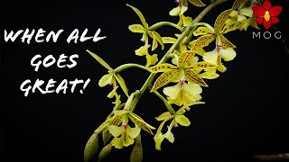 Awesome Orchid Updates  What I like most about Orchid growing [upl. by Etz]