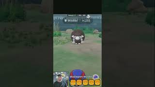 O primeiro Wooloo shiny da conta no seu primeiro dia de existência pokemongo [upl. by Spevek]