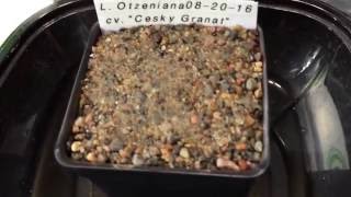 Planting Lithops otzeniana cv Cesky Granat And Lithops lesliei cv quotFreds Redhornquot Seeds [upl. by Geri]