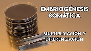 La embriogénesis somática en la vid IV  Multiplicación y diferenciación de los embriones [upl. by Eibob201]