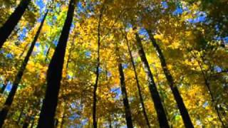 EVA CASSIDY  AUTUMN LEAVES Lyrics [upl. by Modestia]