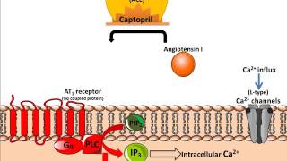 Mechanism of Action of ACE inhibitors [upl. by Denten]