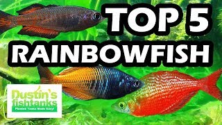 TOP 5 FAVORITE RAINBOWFISH FRESH WATER AQUARIUM FISH [upl. by Isabelita225]