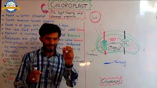 Chloroplast  As light trapping and storage organelle [upl. by Kutchins]