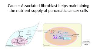 Cancerassociated fibroblast CAF helps tumor cells in maintaining the nutrient supply Code 461 [upl. by Moriyama]