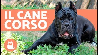 Cane Corso italiano documentario – Carattere e addestramento del cane Corso [upl. by Nylehtak]