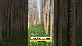 Best intercropping farming poplar trendingshortsvideo [upl. by Ahsinaw]