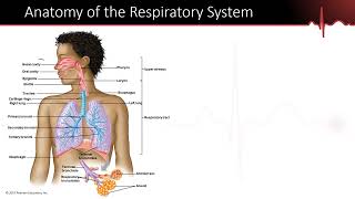 The Lungs Part 1  Respiratory System Anatomy The Path Air Takes Through the Respiratory System [upl. by Brier]