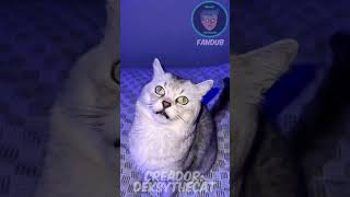 Gato que LADRA se enoja doblaje shortvideos fandub shorts gatos lindo risas gato fypシ fyp [upl. by Drape]