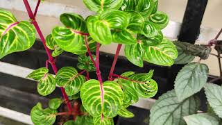 Low cost vertical garden plants that are easy to grow and take care of [upl. by Atilrep]