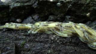 Fungus Gnat Larvae Sciaridae Swarming Behavior [upl. by Bible]