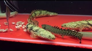 Assorted Bichirs Eating Chicken Heart  Raw Video [upl. by Delmer447]