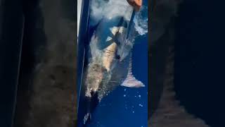 HUGE MARLIN SCORE 🐟 shorts ocean sportfishing marlin score [upl. by Hcib]