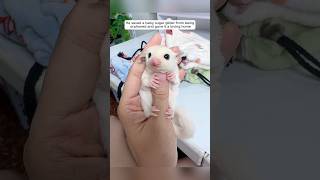 Man saved a baby sugar glider from being orphaned and gave it a loving home animalshorts [upl. by Quillon502]