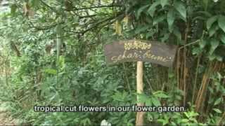 Flowers in the forest an organic agroforestry and rice system in Bali [upl. by Selda853]