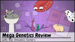 Mega Genetics Review [upl. by Chilcote225]