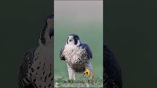 Peregrine Falcon [upl. by Yenhpad996]