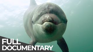 Ocean Stories 3  Dolphins and Whales  Free Documentary [upl. by Htebazie]