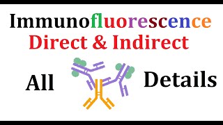 Immunofluorescence Direct and Indirect [upl. by Nwahsek]