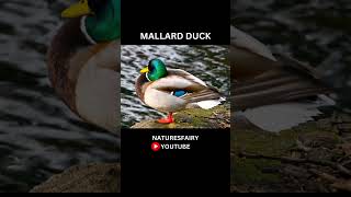 Mallard Duck shorts [upl. by Iral672]