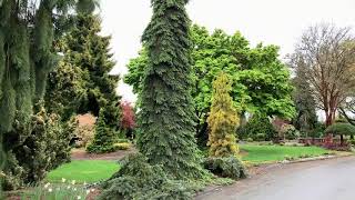 Picea glauca Pendula Weeping White Spruceconifers japanesegardens plants frontyardgardentree [upl. by Couhp]