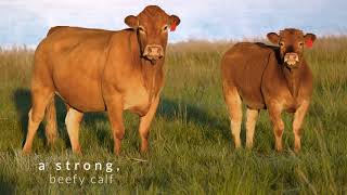 Limousin Cattle Breeders Society of South Africa [upl. by Josey642]