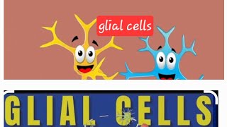 Glial cells Nervous system Nerveamp muscle Physiology MBBS Neet [upl. by Fallon]