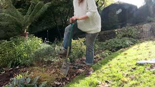 Thalictrum lifting in autumn  Burncoose Nurseries [upl. by Berlauda345]