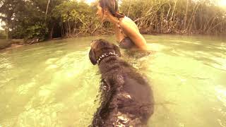 A Catahoula Leopard Dogs swimming adventure [upl. by Lledualc]