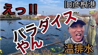 11月23日 琵琶湖（旧彦根港）ブラックバス えっ‼︎ こんなに釣れるの？ まさに冬場のパラダイス [upl. by Ahsimal145]