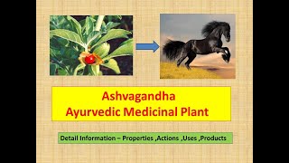 Ashwagandha l Benefits of Ashwagandha l Properties l Uses l S ex Tonic l Withania Somnifera [upl. by Nolram99]