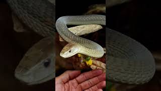 This Black Mamba Is Insanely Cool [upl. by Ettezus]