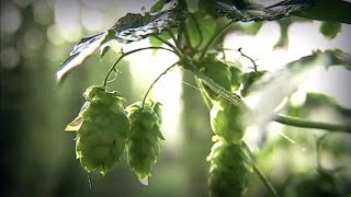 Le houblon ne sert pas que pour la bière [upl. by Eiramanit]