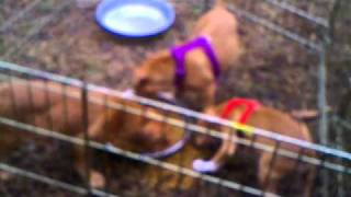 Dogue de Bordeaux Cross French Mastiff puppies 9 weeks [upl. by Ycart]