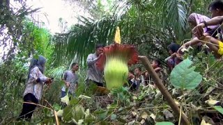 Indonesien 3 Mete hohe Titanwurzblüte verblüfft Bauer [upl. by English]