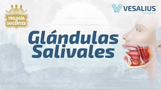 GLÁNDULAS SALIVALES [upl. by Atterg831]