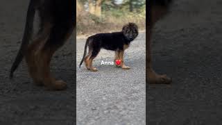 anna vlogs doglover trendingshorts longcoatgerman yutube youtubeshorts viralshort viralreel [upl. by Goodrow]