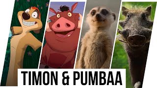 Timon amp Pumbaa Evolution in Movies amp TV Shows amp Cartoons 19942024 [upl. by Maxie]