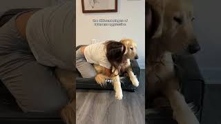 Stage 4 has a 0 recovery rate dogshorts goldenretriever puppy dogs puppies funnyvideos [upl. by Arral]