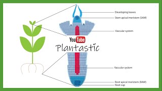 Plant Tissue Culture  Meristem Culture [upl. by Eednim891]