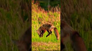 Beautiful Animals Video [upl. by Irrac]