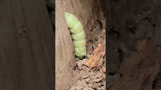 Moth caterpillar [upl. by Nysila]