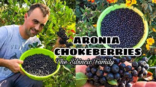 HARVESTING HOMEGROWN ARONIA  CHOKEBERRIES  THE QUEEN OF ALL VITAMIN C  THE SIBINCIC FAMILY [upl. by Tram]