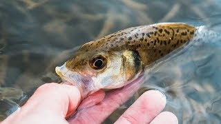 ¡No nos esperábamos TANTOS PECES  Lured Vlog 67 [upl. by Boyt]