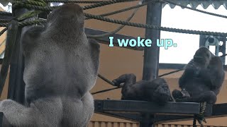 Gorilla Kintaro looks at Momotaro who has woken up【Kyoto city zooGorilla Fam】 [upl. by Hastings]