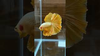 Golden Betta [upl. by Rheinlander]