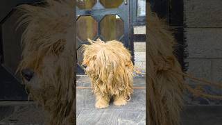 A Severely Matted Dog transformed dogrescue [upl. by Keefer860]